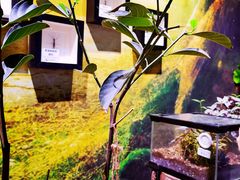-正佳雨林生态植物园