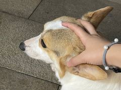 -柯斗斗主题餐厅·狗咖·围炉煮茶·茶饮(国瑞升平里店)