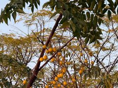 -盘龙城国家考古遗址公园