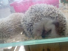 -万源龙顺度假庄园生态观光园