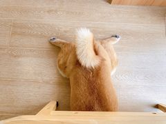 -南京Hallo宠物乐园·哈罗犬舍·柴犬繁育基地