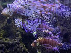 -太平洋海底世界