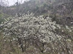 -王顺山国家森林公园