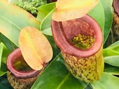 -国家植物园南园