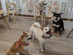 全家福-柴迷FANS CLUB·柴犬狗咖·猫咖