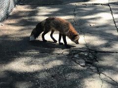 -宫城藏王狐狸村