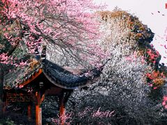 -杭州植物园