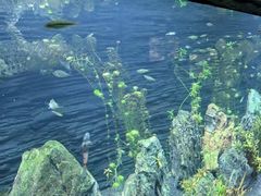 -上海海洋水族馆