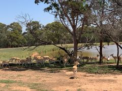 -威勒比开放式动物园