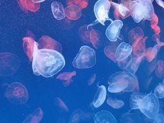 -多彩贵州城极地海洋世界