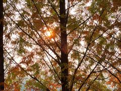 -大兴滨河森林公园