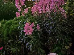 -陆家嘴中心绿地