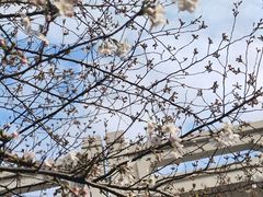 -高东镇樱花园