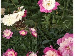-阿尔丁植物园