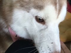 -Husky Go! 哈士奇体验馆·宠物咖啡厅狗咖