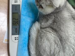 -瑞鹏宠物医院·宠保定点·心脏科·内科(御桥分院)