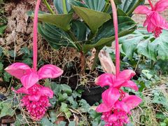 -北京植物园-展览温室