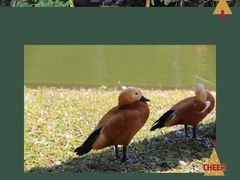 -西双版纳原始森林公园
