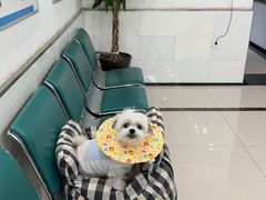 -派美特宠物医院·核磁CT·骨科肿瘤·疑难转诊(沈农禾丰店)
