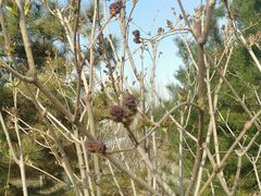 -永定河休闲森林公园