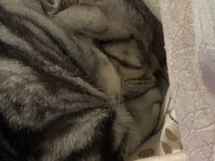 -安安宠物医院(情缘分院)