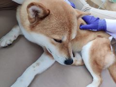 -怪兽屋·羊驼·猫咖·狗咖(俊华广场店)