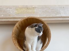 -Catmate·猫肥家润(金润铂宫店)