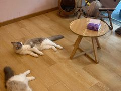 -猫咪派对(江南西店)