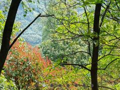 -天目山大树王景区