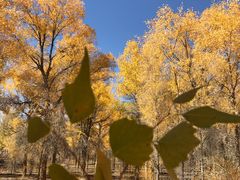 -金塔沙漠胡杨林景区