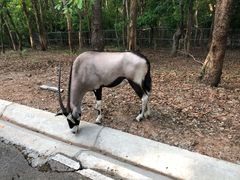 -清迈夜间动物园