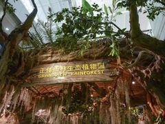 -正佳雨林生态植物园