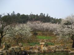 -香雪海