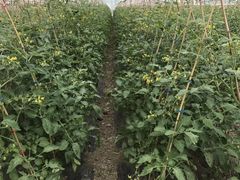 -上膳源有机蔬菜(三泉路店)