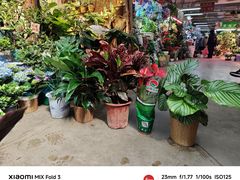 -花鸟鱼虫鲜花绿植市场(玉泉路店)