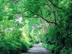 -西湖风景区-江洋畈生态公园