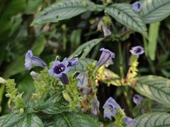 -国家植物园南园