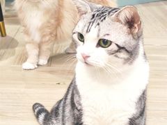 -安格丽娜·狗咖·猫咖羊驼咖(春熙路百盛商场店)