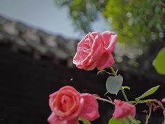 -何园