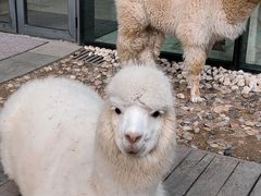 -廊坊固安福朋喜来登酒店