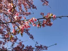 -顾村公园
