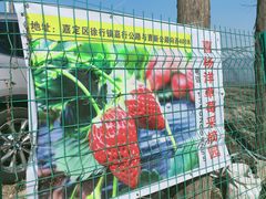 -喜杨洋草莓采摘园