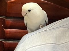 -博特宠物医院24h犬猫全科.骨科·异宠