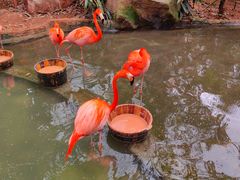 -海南热带野生动植物园
