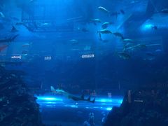 -迪拜水族馆及水下动物园