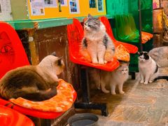 -猫咪博物馆(顶澳仔猫街店)