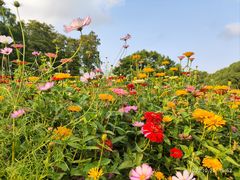 -上海共青森林公园