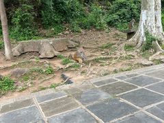 -黔灵山公园