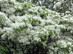 -国家植物园南园