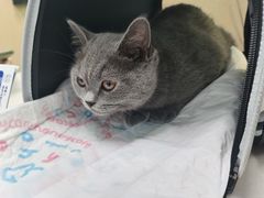 -宠颐生猫科·内科皮肤科(西平世纪城店)